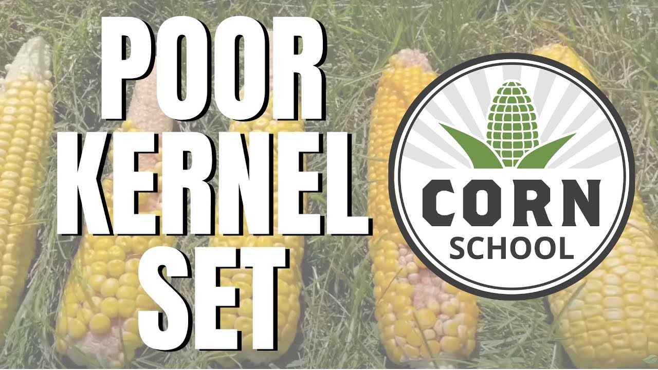 Corn School   How poor kernel set impacts yield