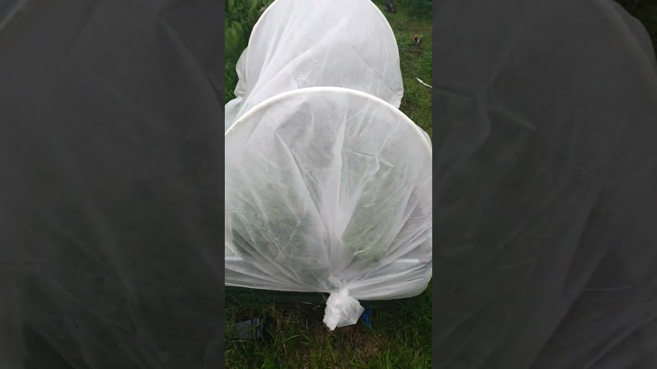Garden FREEZE IS COMING! How I cover quickly with homemade structures in my #garden #gardendiy