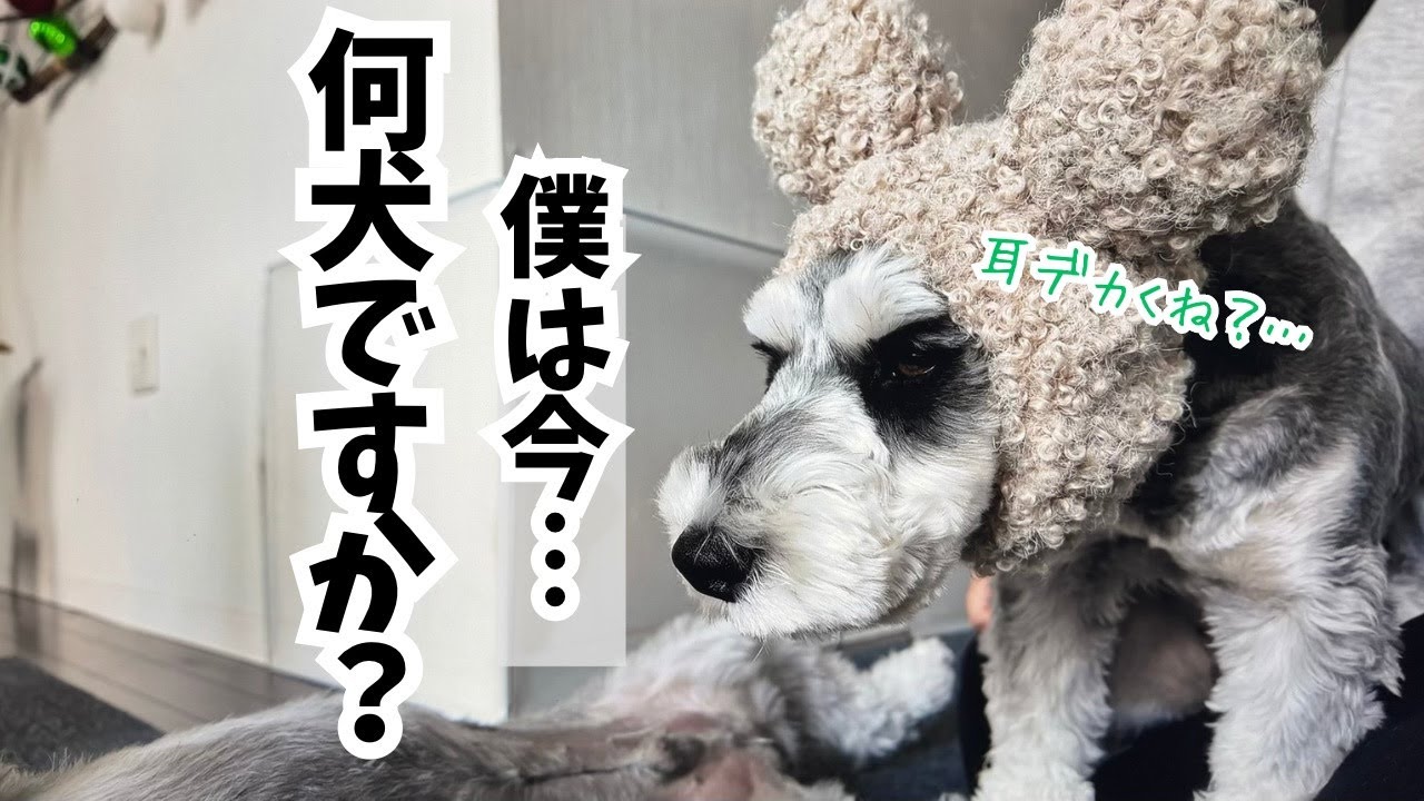 【愛犬の日常】まんまる耳に変身した愛犬・・自分の状況に固まるわんずが可愛過ぎたw