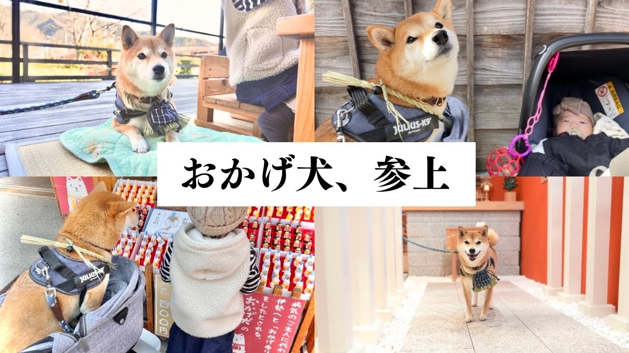 愛犬とお伊勢参り！おかげ犬になったら通る人から崇められる柴犬