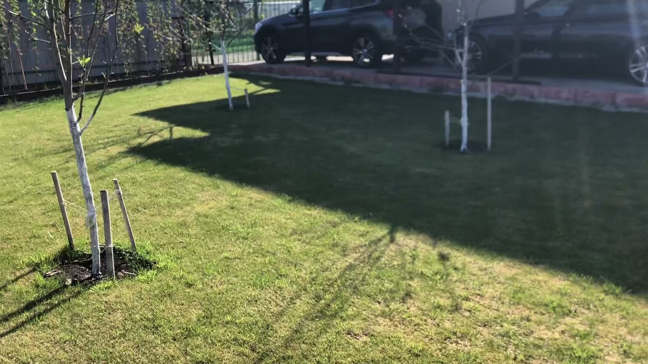 Удобряю газон из мятлика по весне. Удобрение для газона Fertica весна-лето.