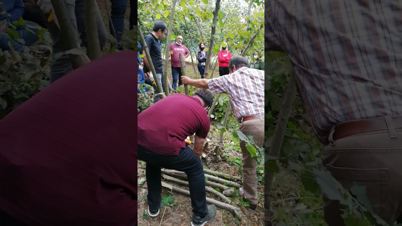Fındık'ta budama ve gübre uygulaması