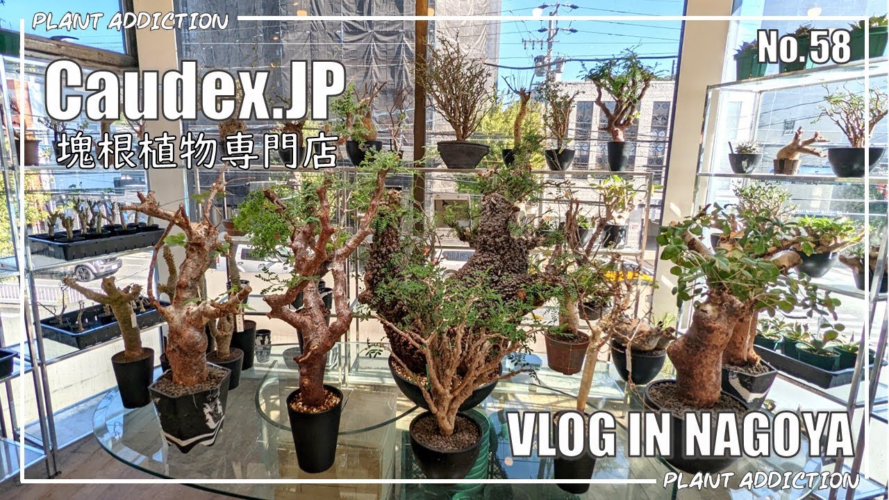 特大パキプス見たいならこのお店！Caudex JP No.58