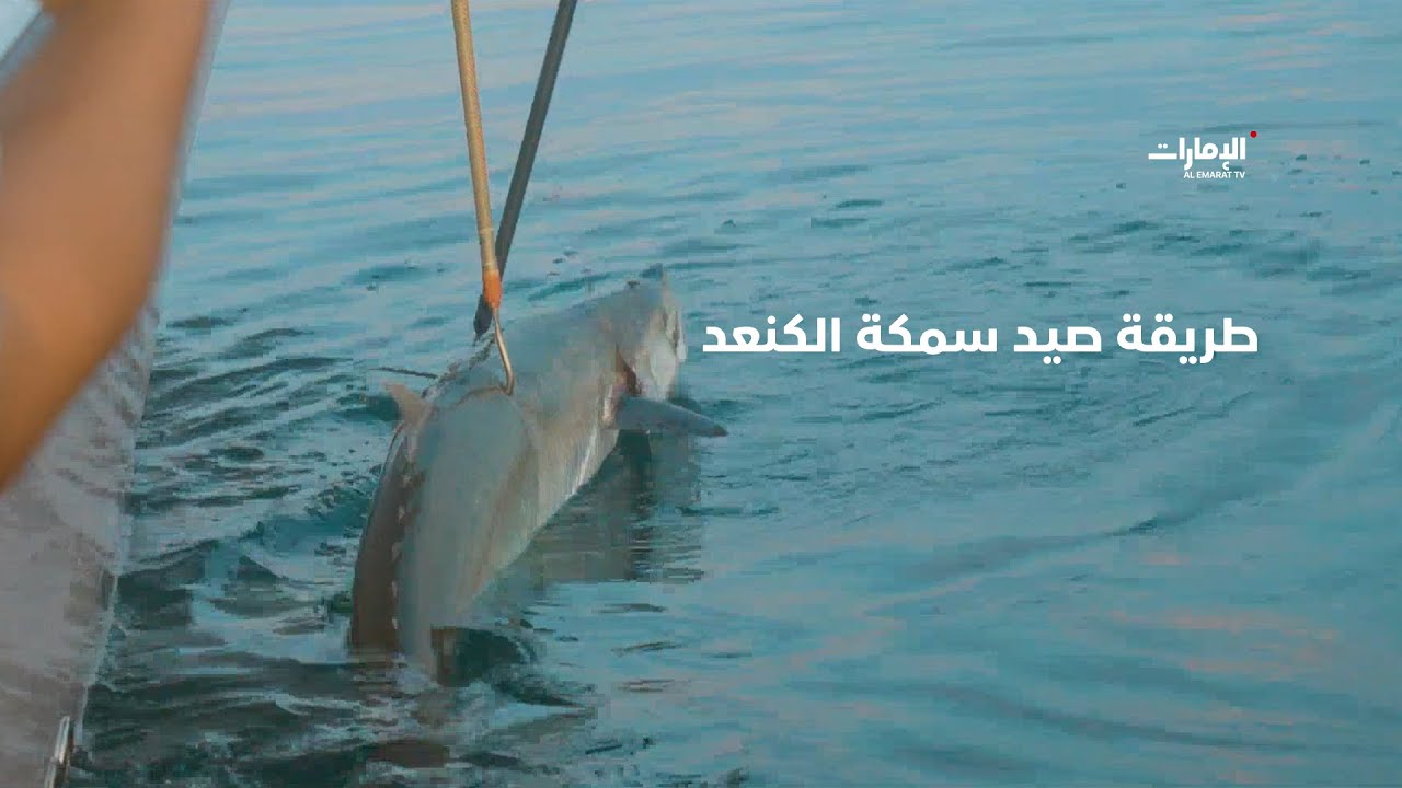 هكذا هي طريقة صيد سمكة الكنعد | برنامج تحدي الكنعد