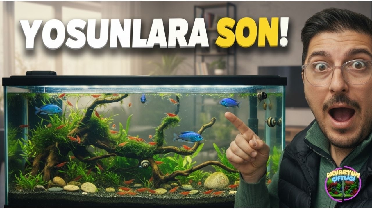BUNLAR VARSA YOSUN YOK! 🦐 Akvaryumun Gizli Kahramanları ve Sohbet