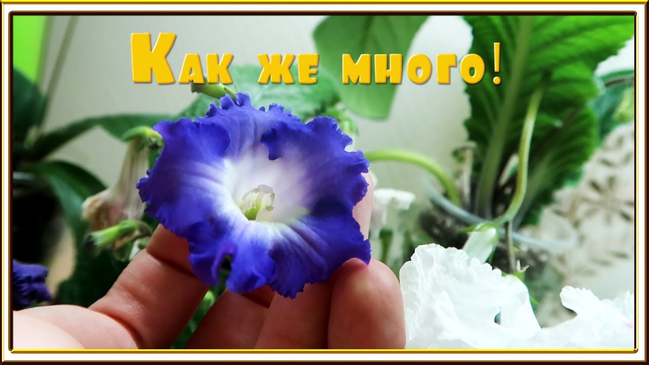 Пикирую Стрептокарпусы /Куча деток не помещаются на стеллаж