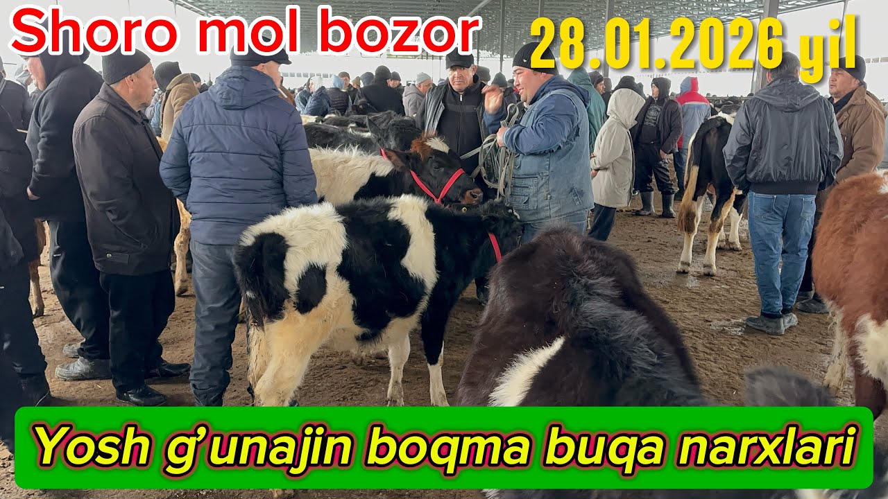 SHO’RO MOL BOZOR YOSH G’UNAJIN MESNI BUQALAR NARXLARI