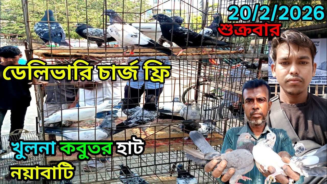 খুলনা কবুতর হাট নয়াবাটি Pigeon market ni Khulna High Flyer কবুতর হাট #mdrubelbilla #pigeon #kabutar