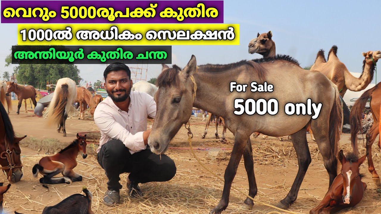 5000രൂപക്ക് കുതിര വേണോ? ഇന്ത്യയിലെ ഏറ്റവും വലിയ മാർക്കറ്റ്|anthiyur fair 2023
