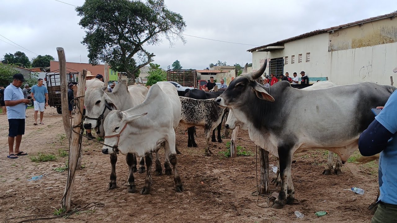 FEIRA DO GADO NA CIDADE DE IBIAPINA CEARÁ DIA 08/02/2026
