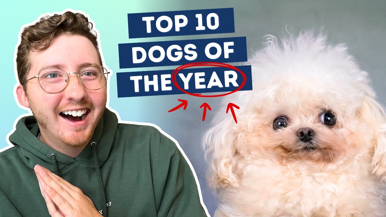 The Best Dogs of 2025 (so far)
