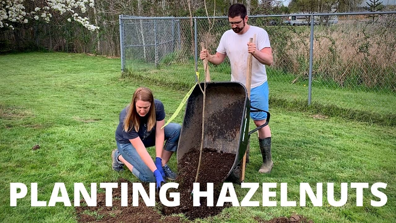 PLANTING HAZELNUT TREES