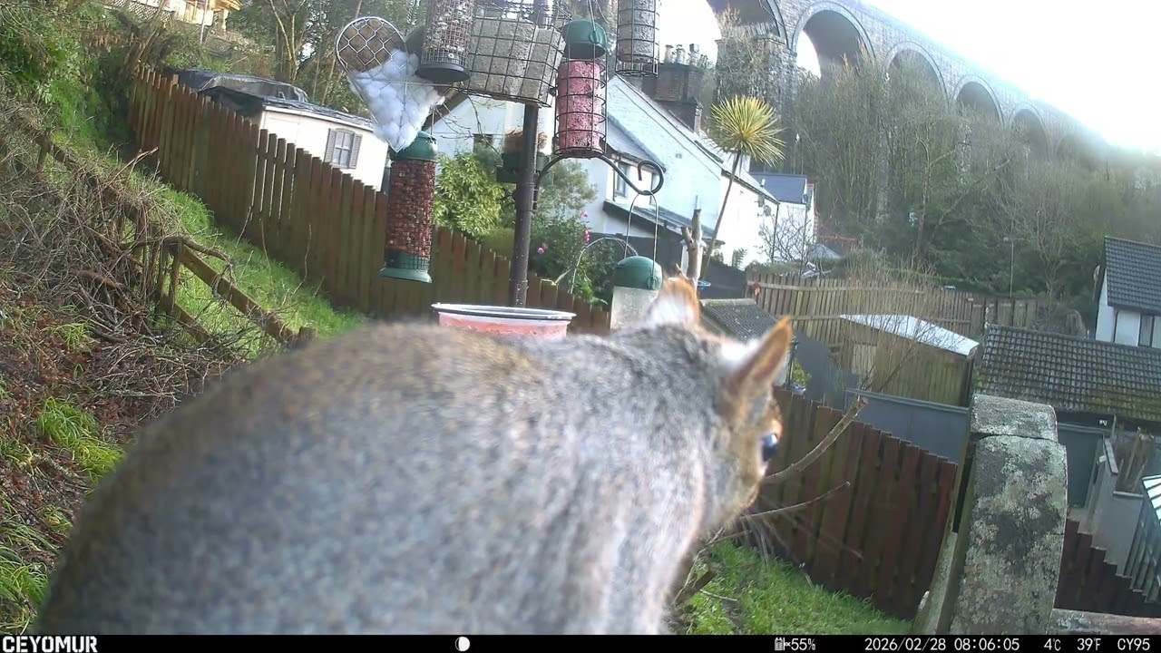 Bandit’s Close-Up Chaos | Robin Fly-Bys & Wrens on the Ground | Feeder Frenzy Cornish Garden 28.2.26