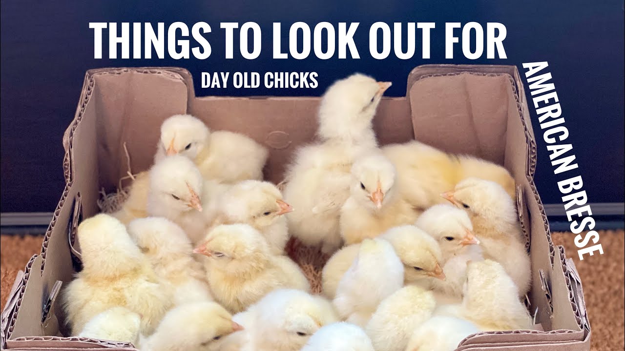 Things to look out for in day old American Bresse chicks