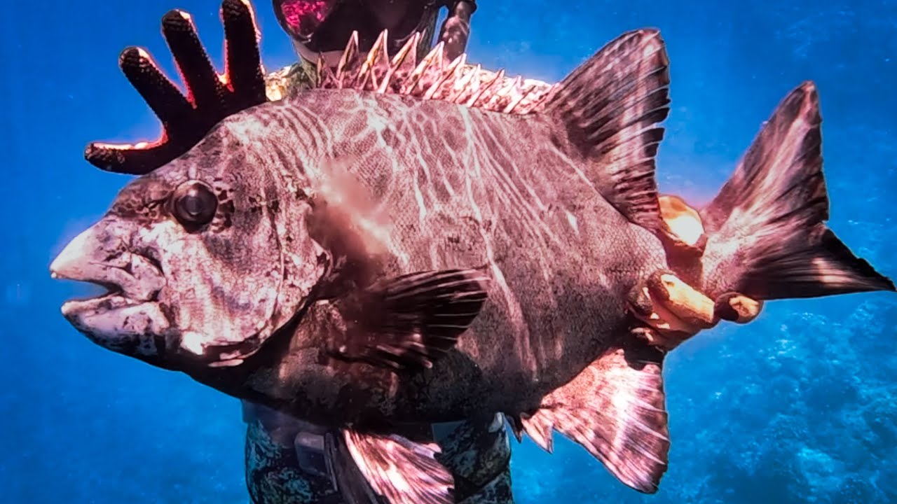 遂に怪物級の魚が！！仕留める瞬間がエグすぎる。。。