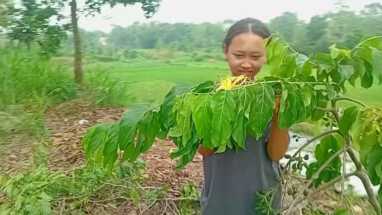 Mak e panen kembang kenongo ges