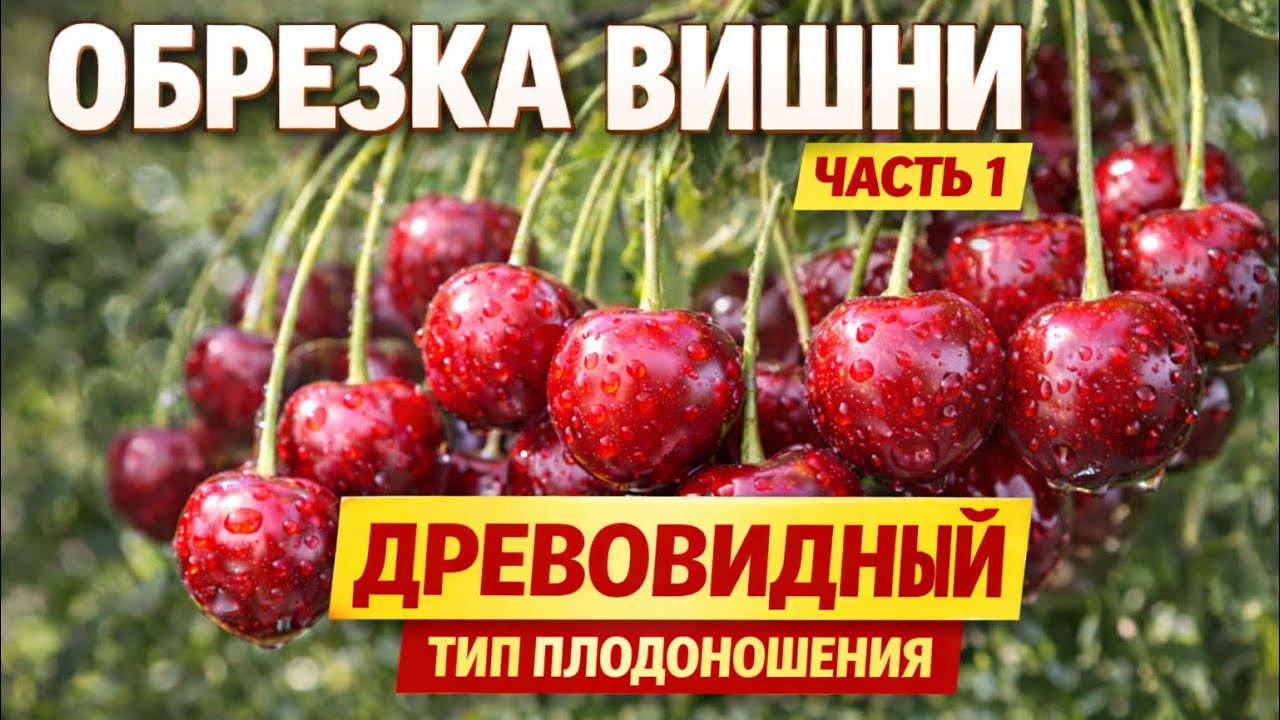 Обрезка вишни : древовидный тип плодоношения - правильная формировка. ЧАСТЬ - 1 🍒🍒🍒