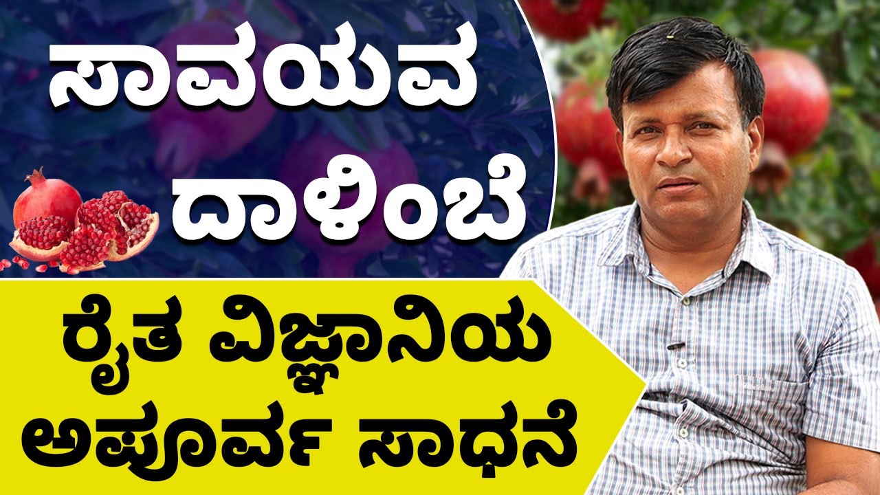 Organic Pomegranate Farming in Kannada - How to Start an Organic Pomegranate Farming? | Abhishek
