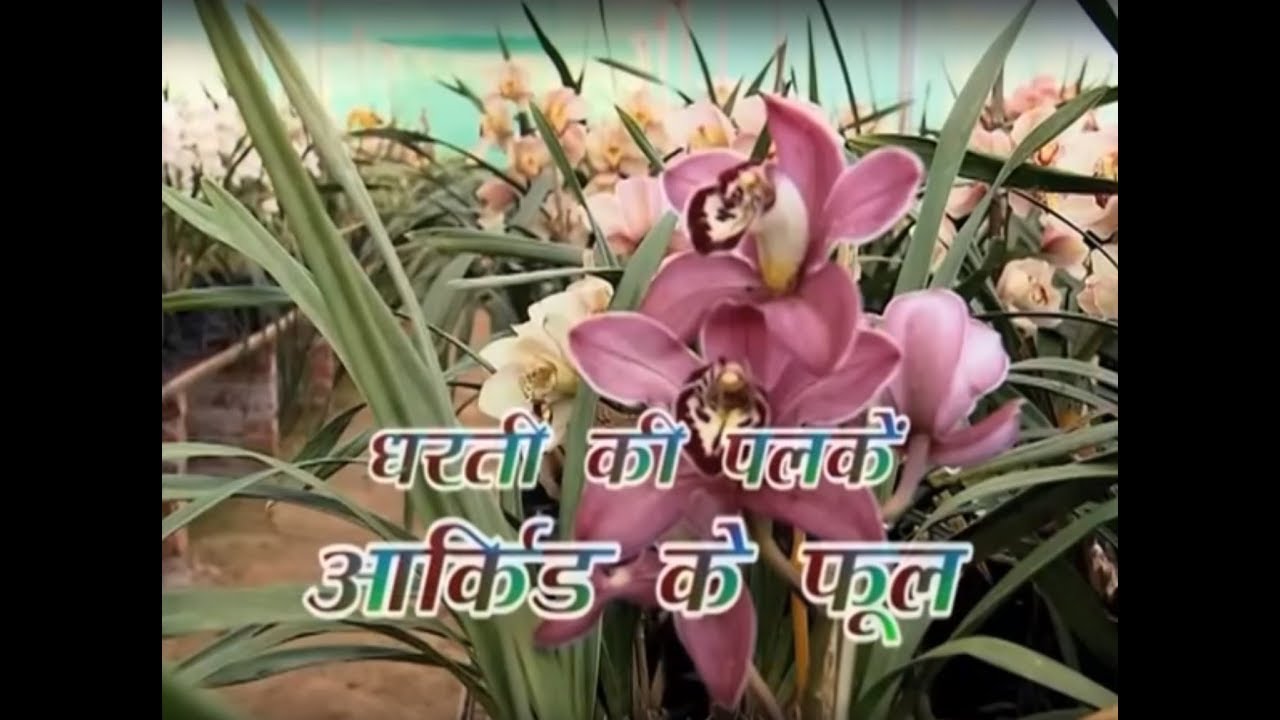 कृषि दर्शन - आर्किड की खेती स्पेशल