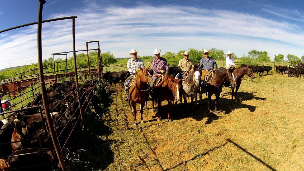 CATTLE ROUNDUP 2015 OLNEY, TEXAS