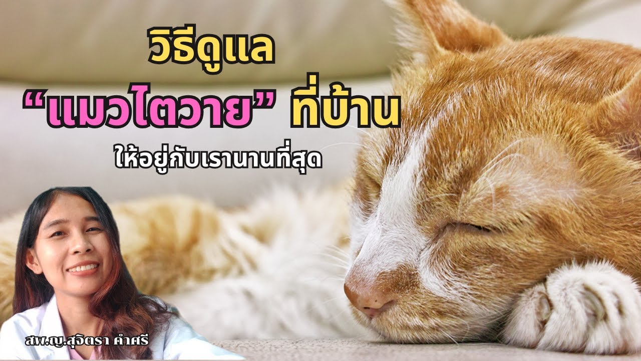 วิธีดูแลแมวไตวายที่บ้าน ให้อยู่กับเรานานที่สุด