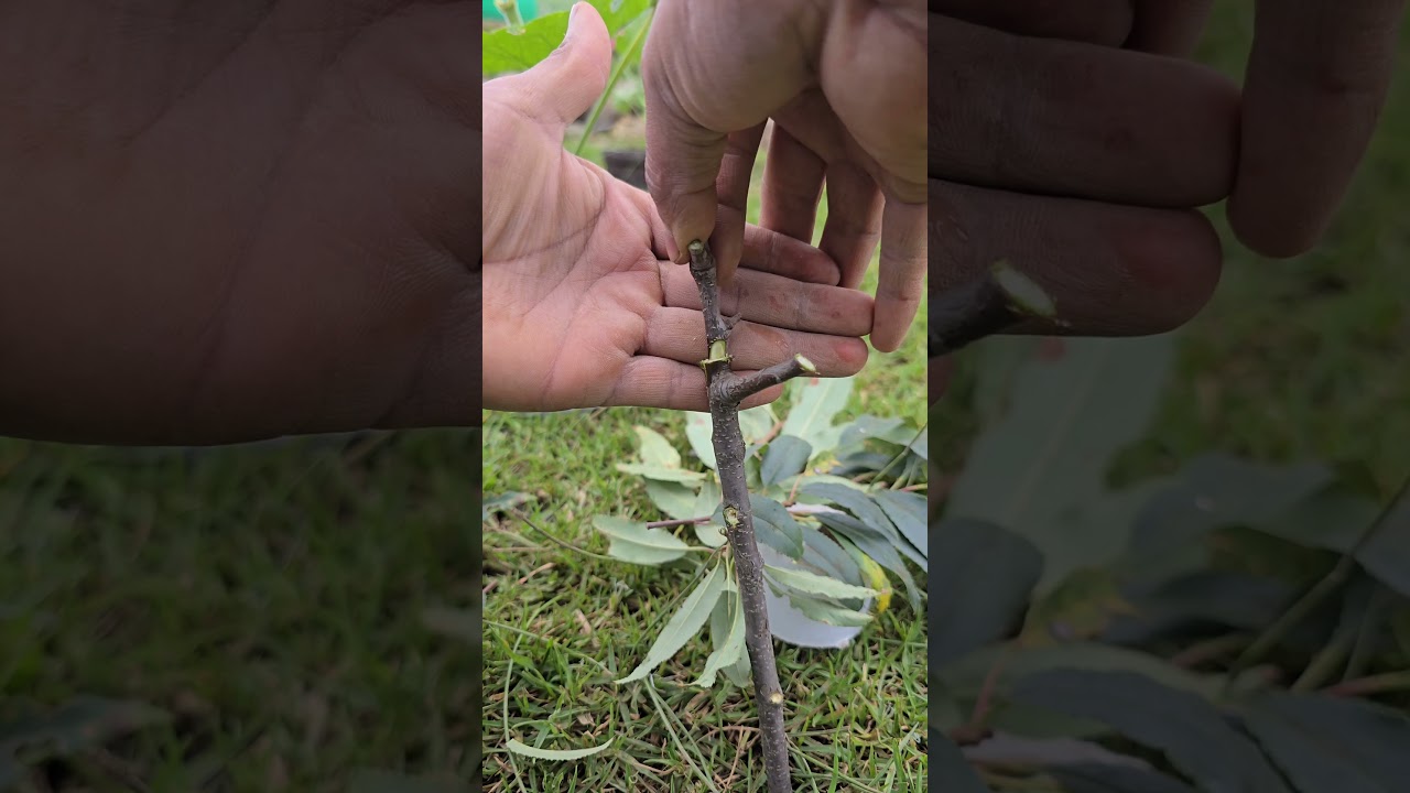 C&oacute;mo injertar jerarqu&iacute;a un cerezo #jardin #plantas