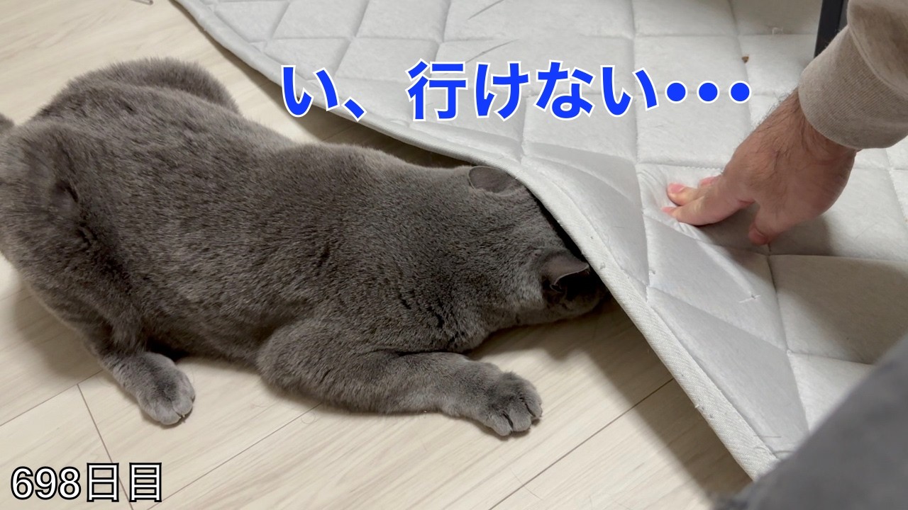 【スコ猫トト君】マット下には潜らないように教育しましたが、トト君は学習してくれるのか？