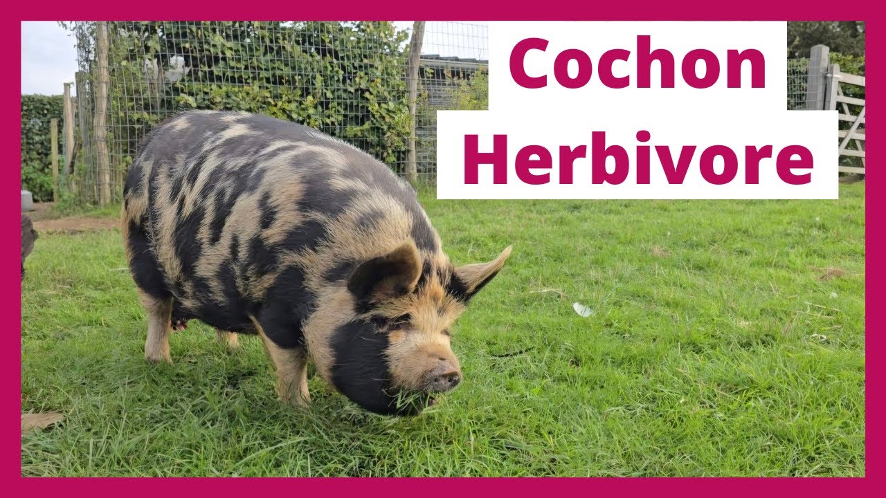 Le cochon Kune Kune : Un allié en agroforesterie