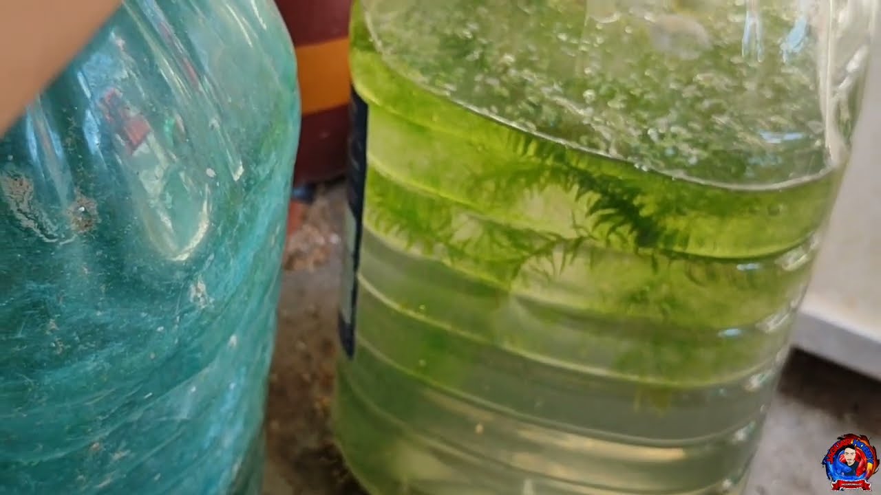 ATUALIZANDO MINHAS CRIAÇÃO DE PEIXE