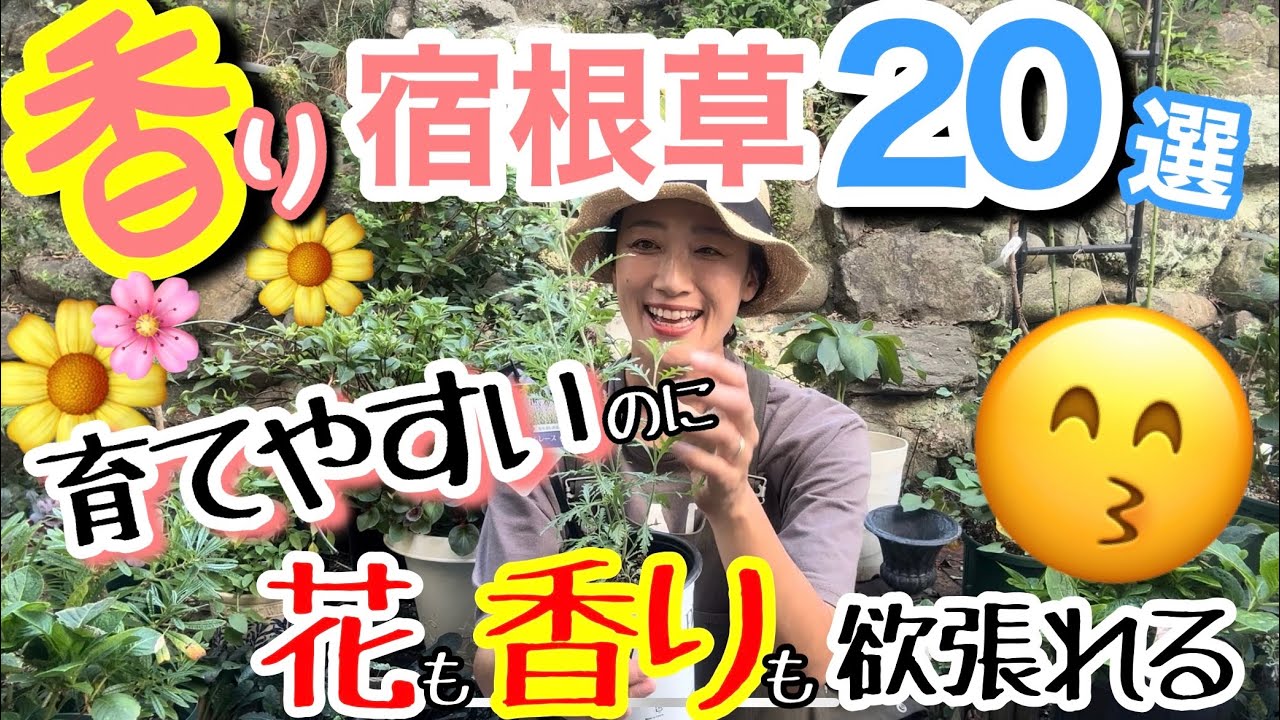 【宿根草】花やカラーリーフだけじゃない‼️香りも楽しめる宿根草20選✌️/ 季節別にご紹介 / ほぼ放ったらかしでもOKなもの多め😙/新品種や低木もありま /開花が始まったばかりの〇〇【ガーデニング】