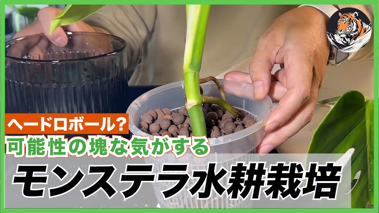 【ハイドロポニクス】可能性の塊な気がする水耕栽培(ハイドロカルチャー)を、いろんな人を参考にさせて頂いてモンステラで挑戦