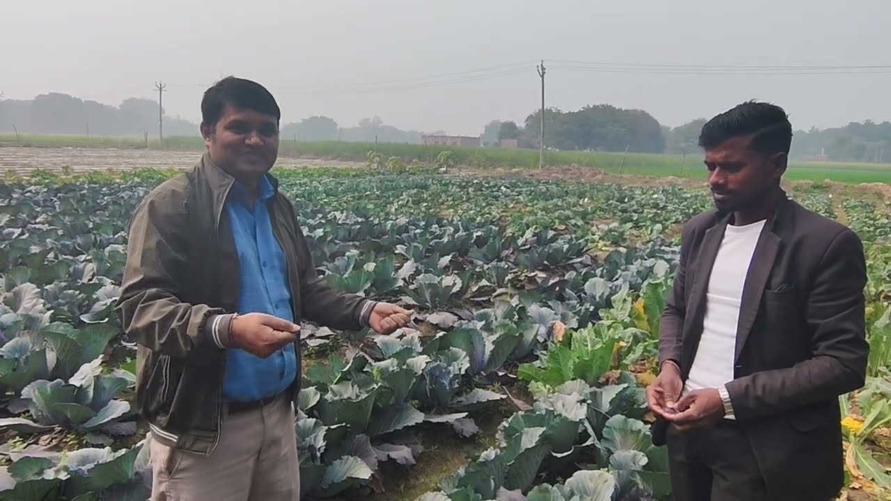 Smart Farming: Multi-Dimension Cabbage & Cauliflower with Drip Irrigation