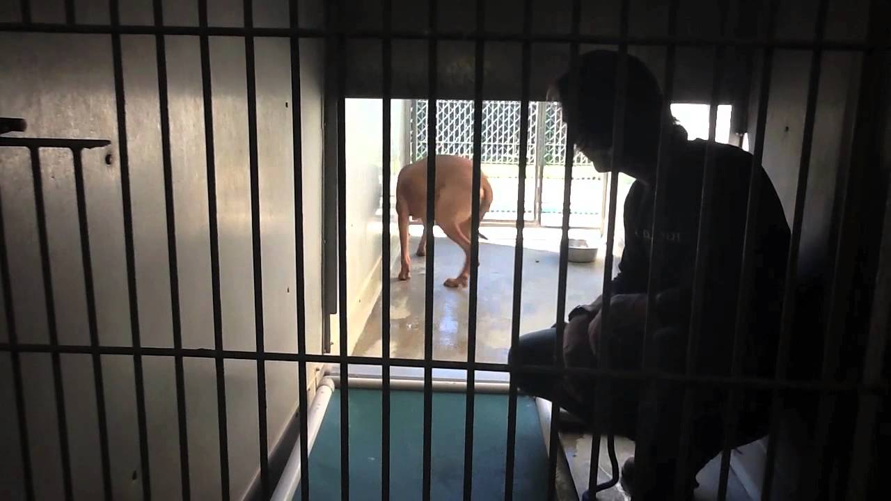 Changing a Fearful to into a Playful Dog in Less than 5 Minutes