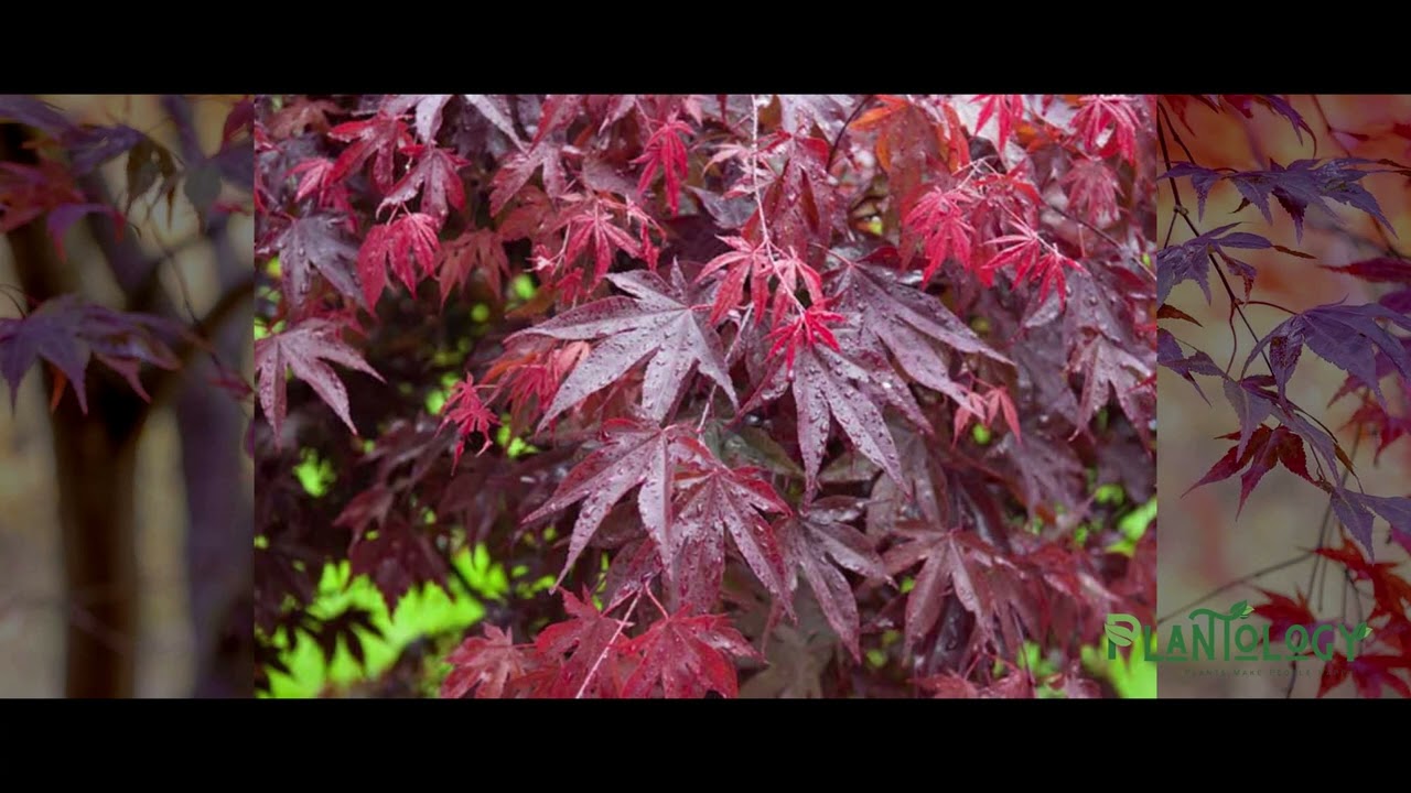 Bloodgood Japanese Maple