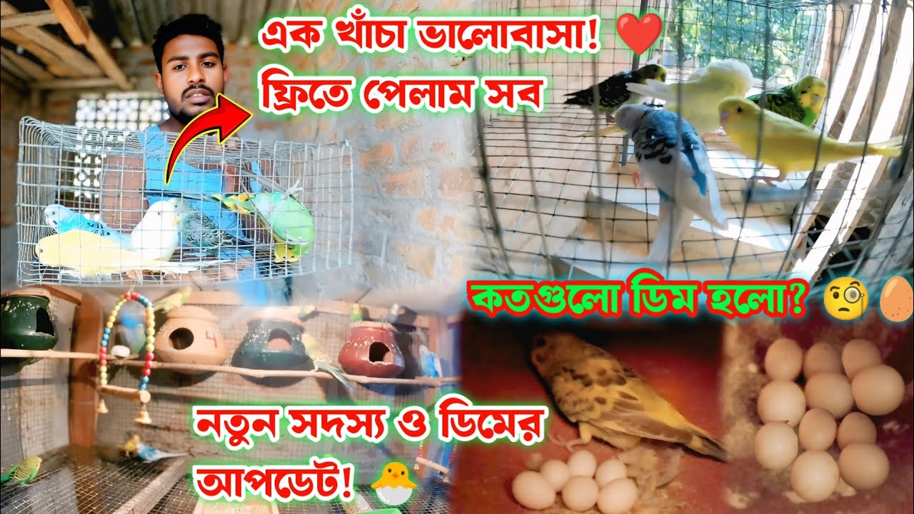 হাড়িতে ডিমের পাহাড়! 🥚 বাজরিগার পাখির অভাবনীয় আপডেট 🔥@GramarChele-g2o 