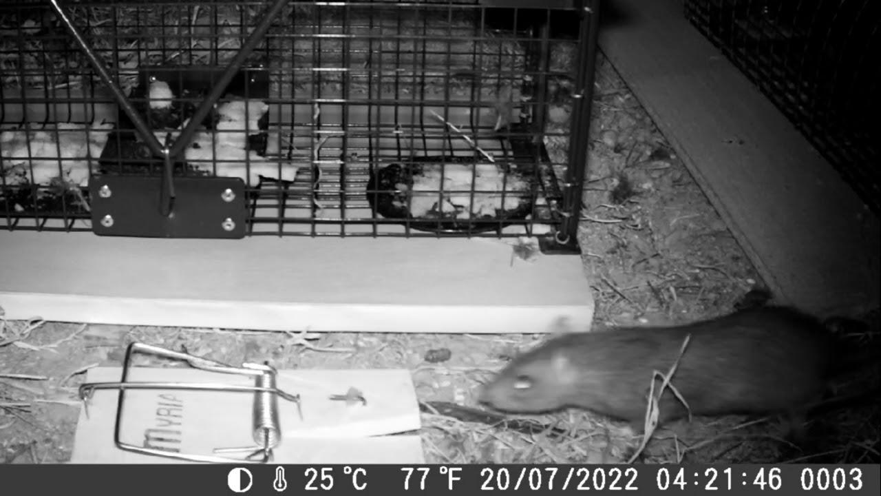 Tapette &agrave; rats Myria - Au quatri&egrave;me essai, je latte !