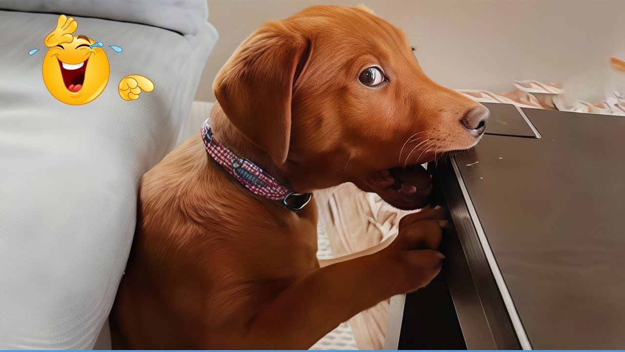 Funniest Cat & Dog Momnts Ever Recorded 😹🐶 The Funniest Cat & Dog Moments Compilation 😁