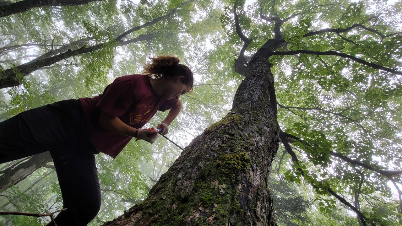 Why are sugar maples in Fundy National Park growing more slowly then they used to?