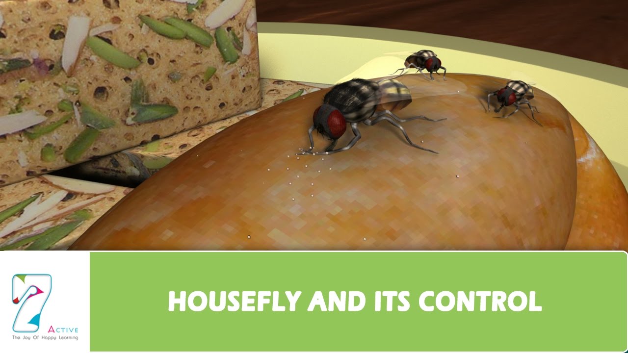 HOUSEFLY AND ITS CONTROL