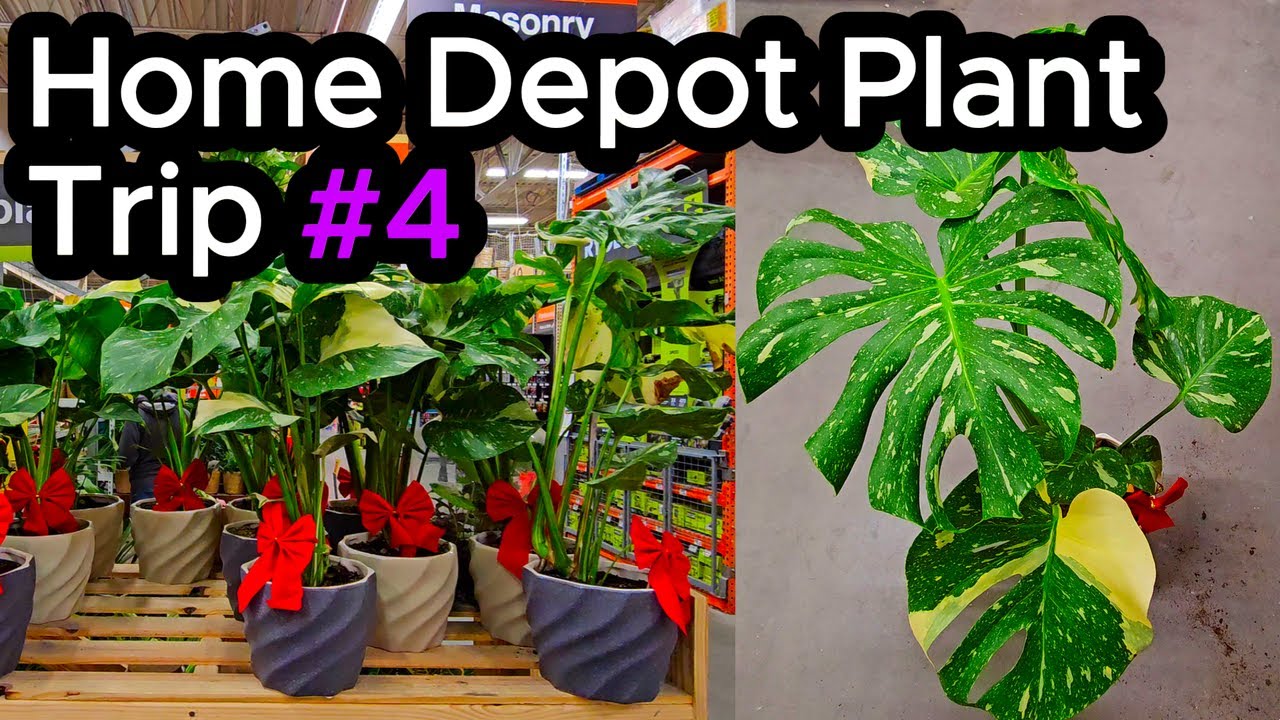 ✨Тайские созвездия произвели фурор в Home Depot