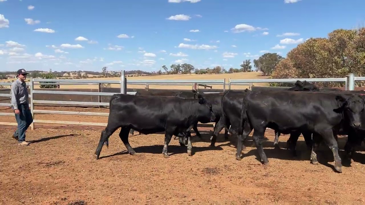 Curralee Pastoral Co PTIC Heifers