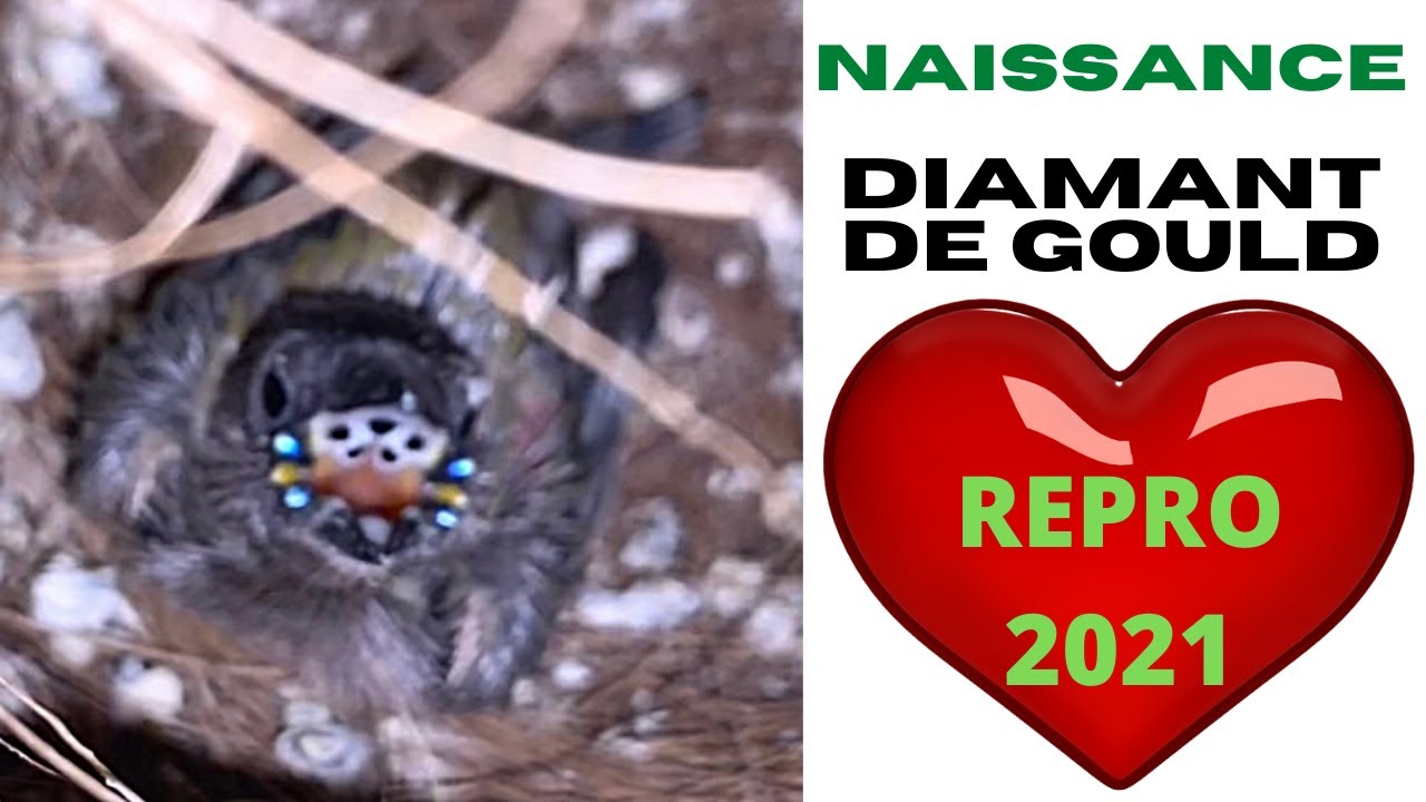 DIAMANTS DE GOULD : NAISSANCES ? 🪺🐣🪺 (REPRO 2021)  VLOGCANARI#30