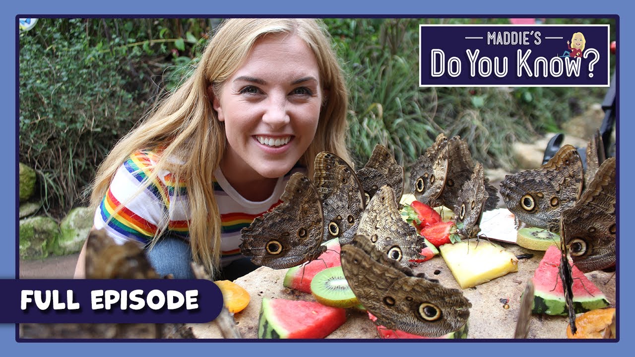 Butterfly and Wallpaper | Maddie's Do You Know 🔎 Series 3, Episode 7 | FULL EPISODE