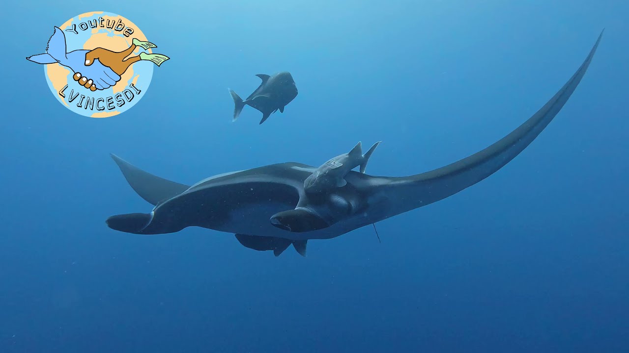 Rencontre Magique avec les Raies Manta Géantes à Socorro ! Giant Manta Rays of Socorro.