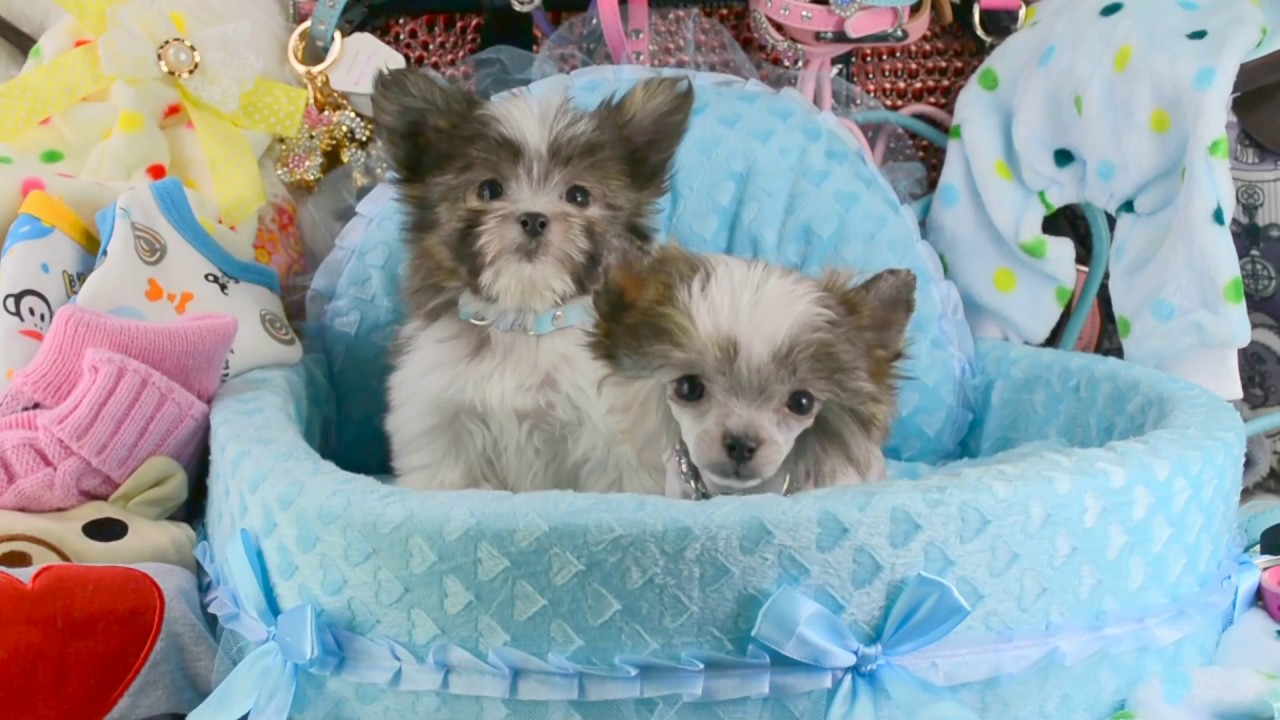 DOG+DIVA teacup pet boutique tiny sized puppy clothes