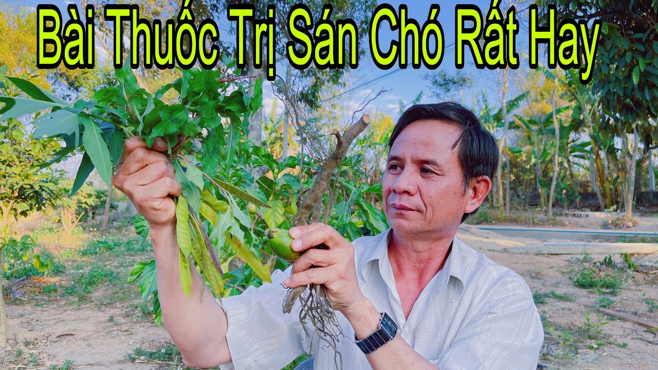 2 Cách Điều Trị Bệnh Sán Chó Cực Kỳ Hiệu Quả