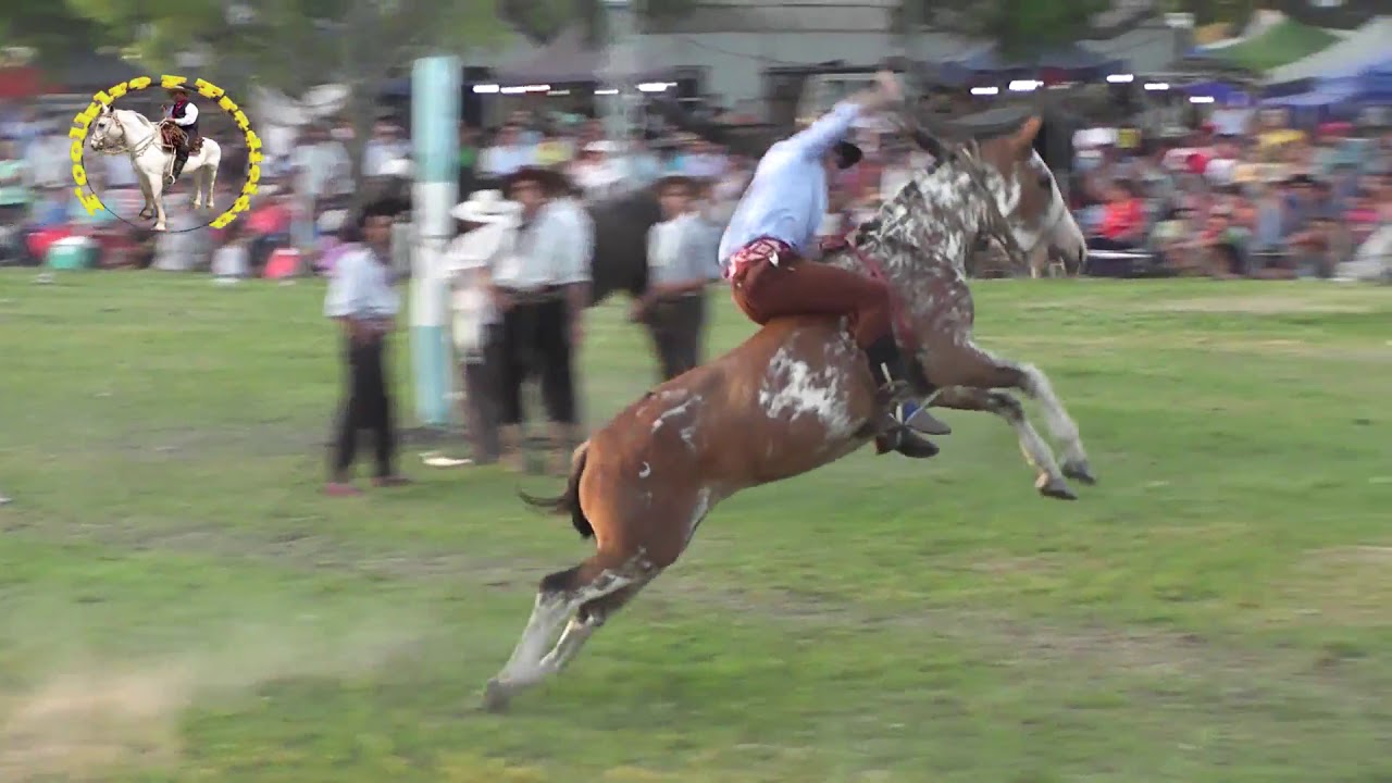 Espectacular Broche de oro Fiesta del Ternero Sauceño 2020 (Música y Caballos)