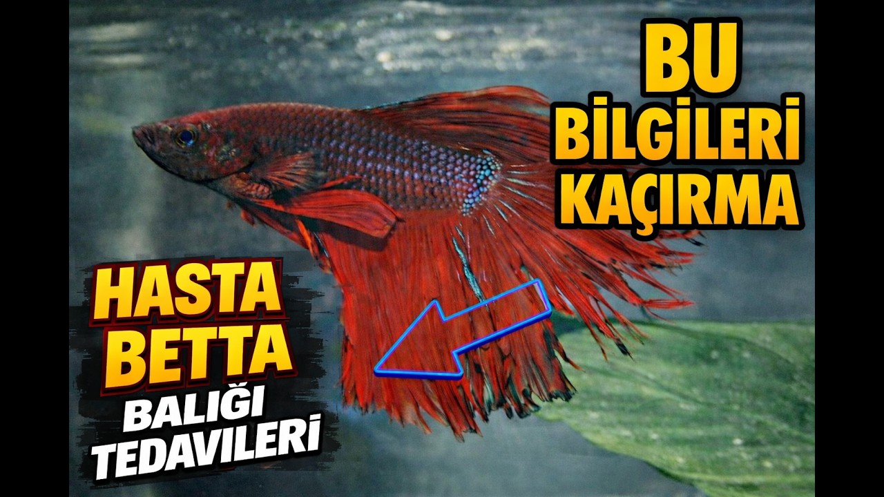 Hasta Beta Balığı Tedavileri | Beta balığı Kuyruk Erimesi Tedavisi