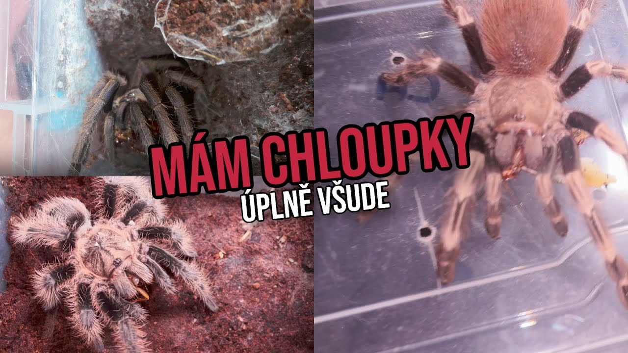 SKLÍPKAN VYMETL ŽAHAVÉ CHLOUPKY DO OBLIČEJE!!!