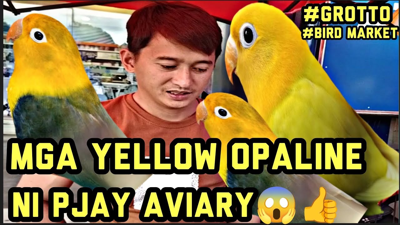 #Grotto Petmarket#Bird Market#Mga Yellow face opaline ni Pjhay aviary magkano Ngayon 😱🤩🤩❤️